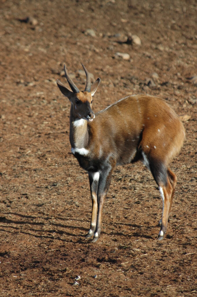 Aberdares-National-Park-antelope