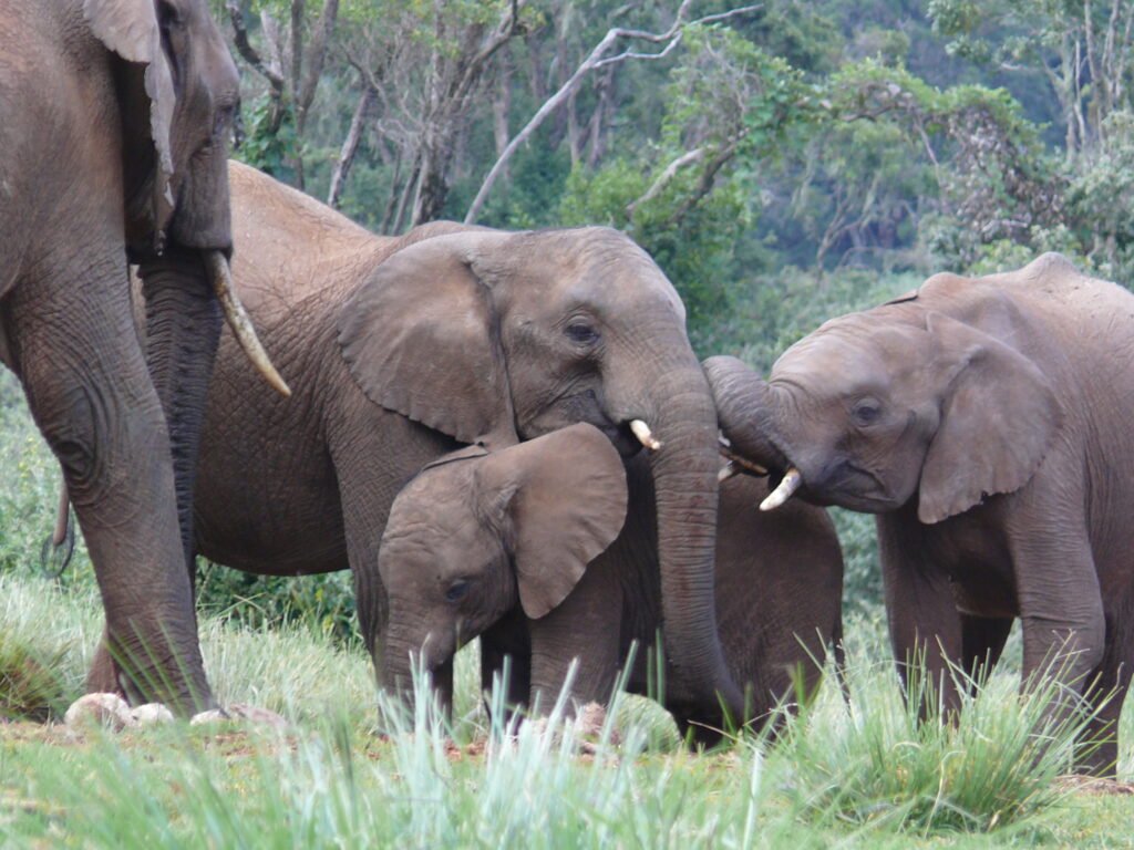 Aberdares-National-Park-elephants