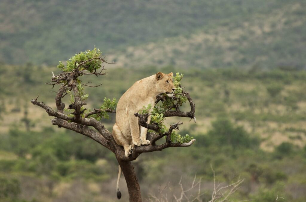 Akagera-National-Park-Lion-in-Tree