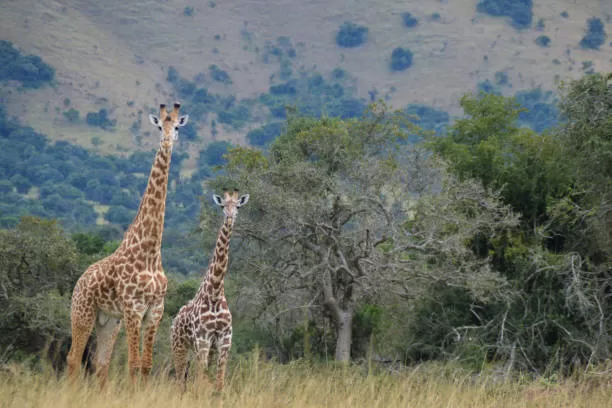 Akagera-National-Park-Rwanda-Giraffes