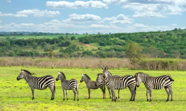 Akagera-National-Park-Rwanda-group-fo-zebras