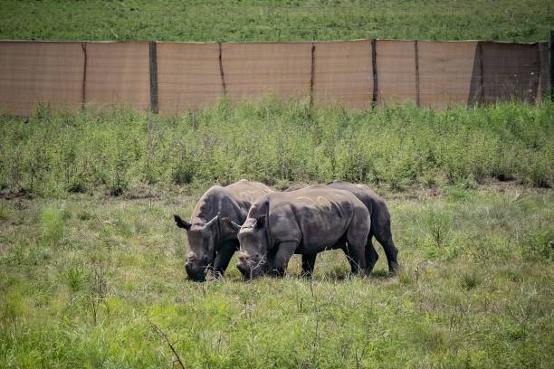 Akagera-National-Park-Rwanda-white-rhinos-grazing-under-protection