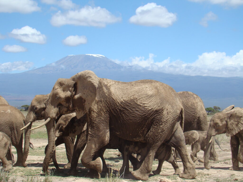 Amboseli-National-Park-elephants-backdrop-of-kilimanjaro