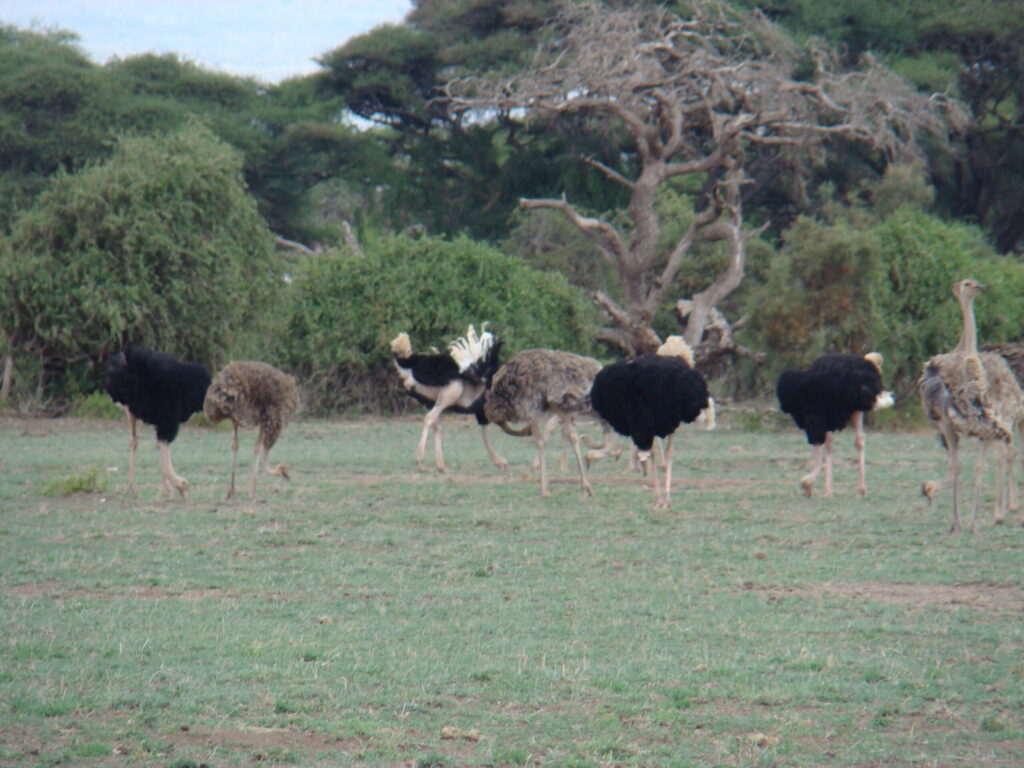 Amboseli-National-Park-male-female-ostrich-scaled