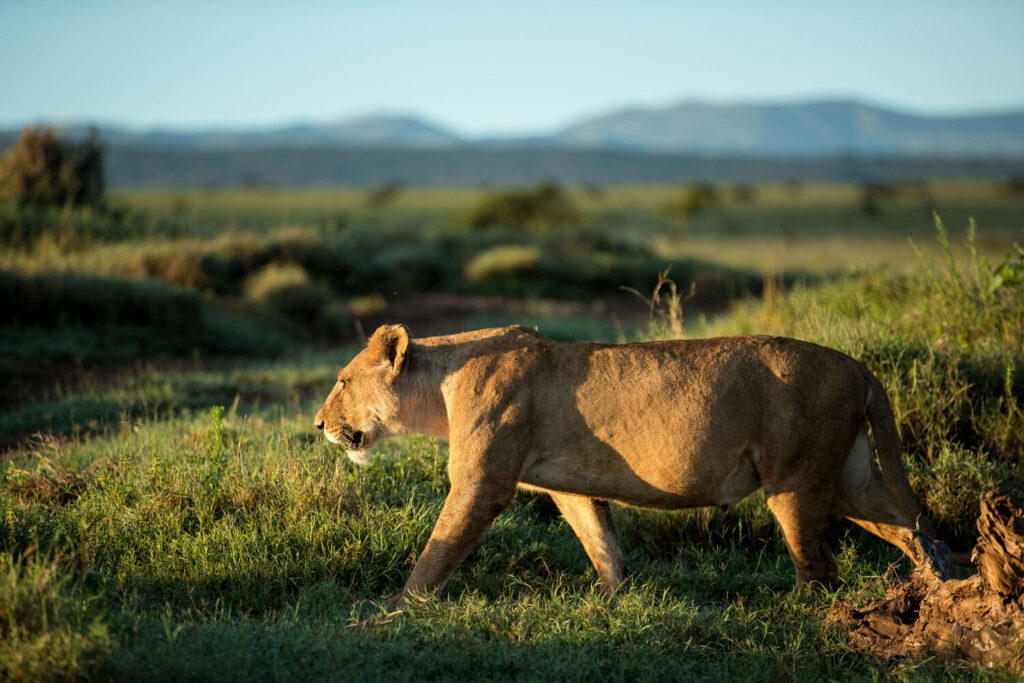 Borana-Conservancy-lion