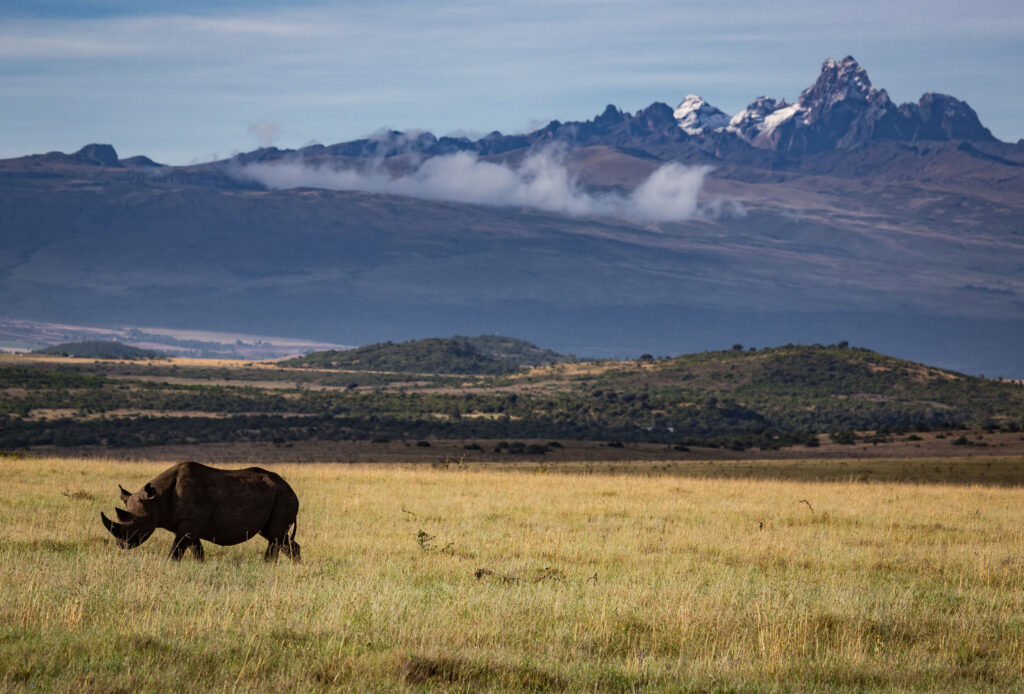 Borana-Conservancy-rhino-and-mountain