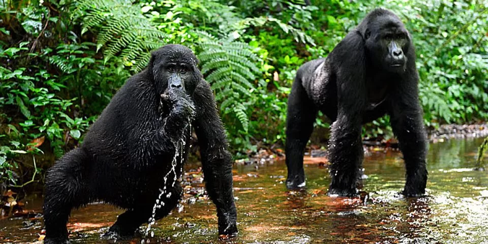 Bwindi-Impenetrable-National-Park-mountain-gorillas-drinking-water