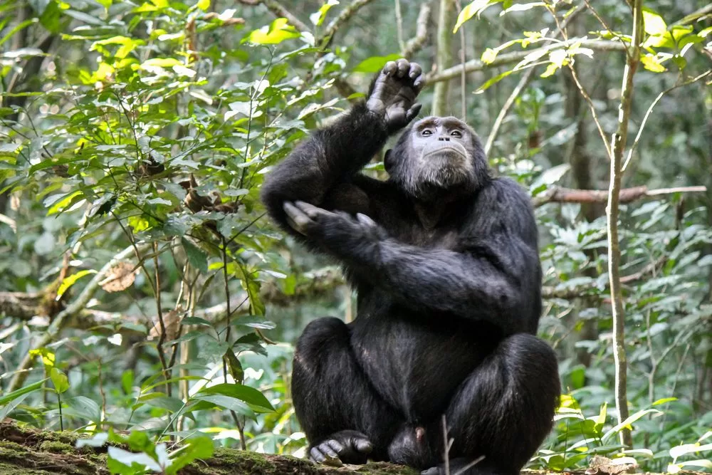 Gombe-Stream-National-Park-chimpanzee