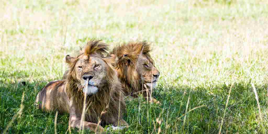 Grumeti-Singita-Serengeti-Tanzania-two-lions