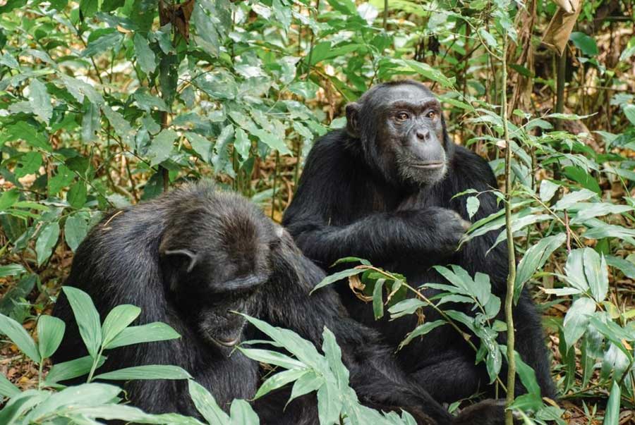 Kibale-National-Park-chimpanzee-trekking