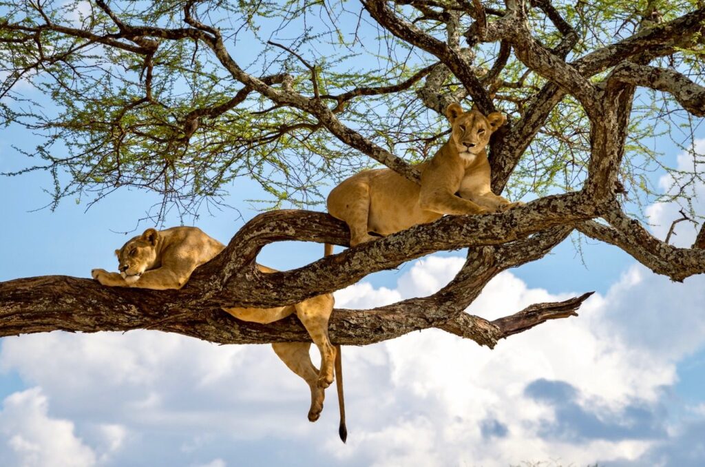 Lake-Manyara-National-Park-tree-climbing-lions