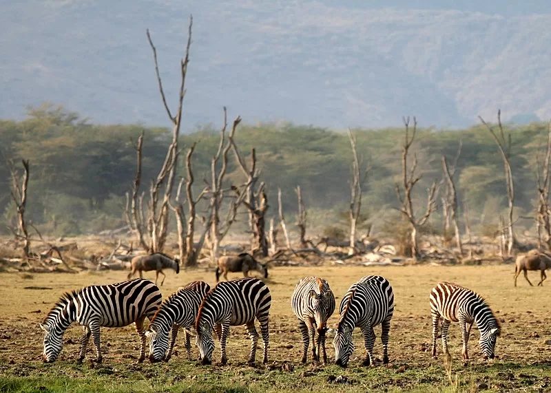 Lake-Manyara-National-Park-zebras