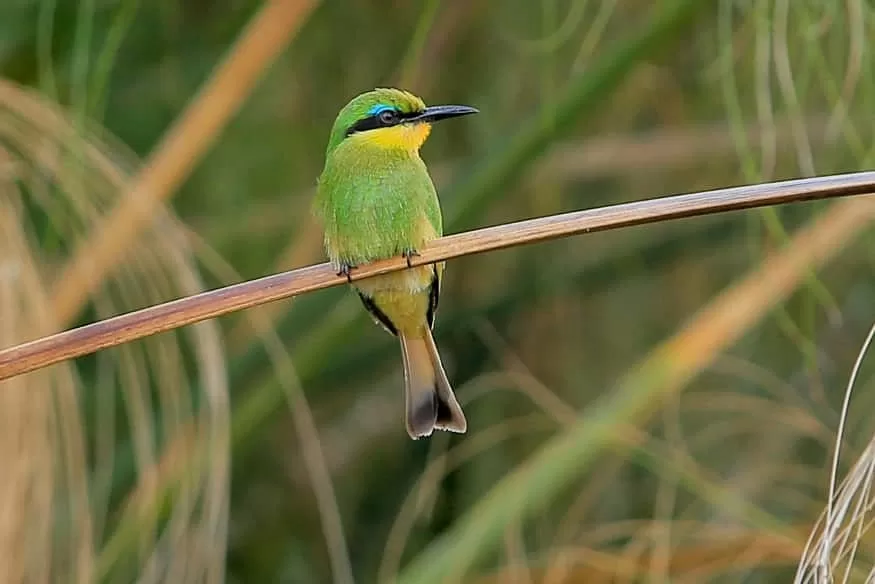 Lake-Mburo-National-Park-little-bee-eater