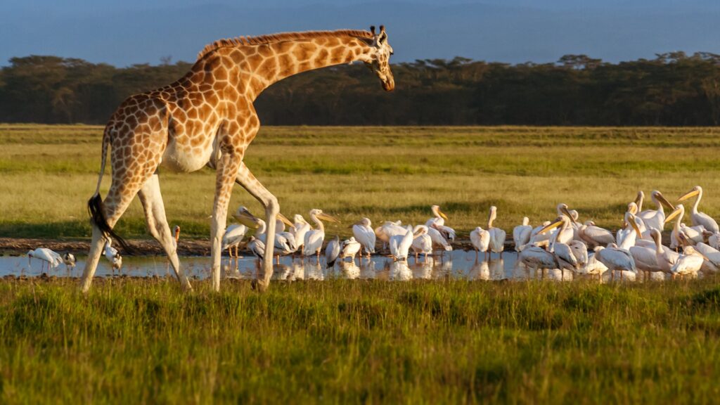 Lake-Nakuru-National-Park-Rothschilds-giraffe