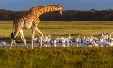 7 Days / 6 Nights Group Road Safari