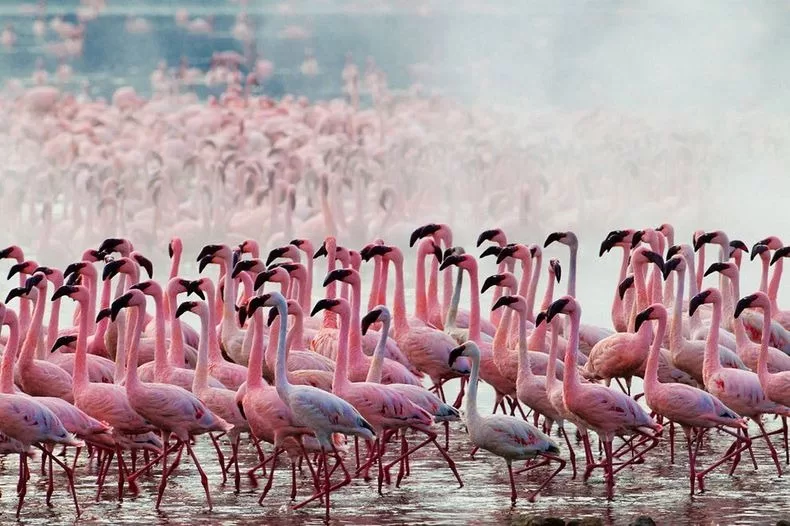 Lake-Nakuru-National-Park-flamingoes