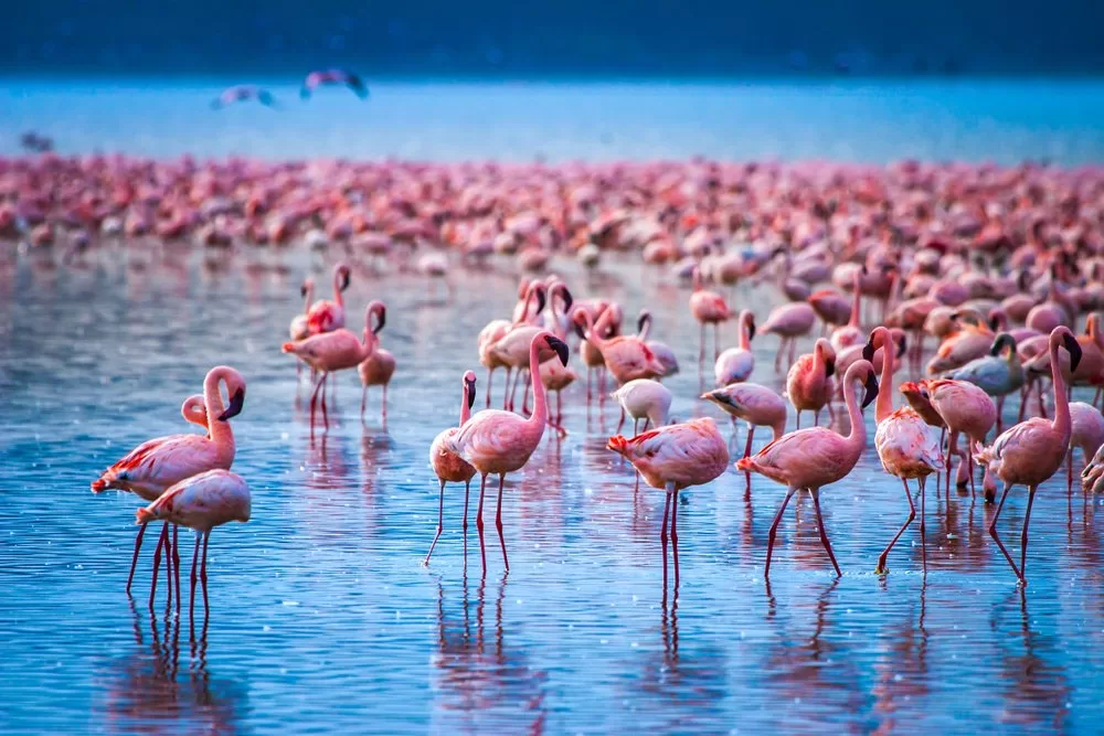 Lake-Nakuru-National-Park-lakes-flamingoes