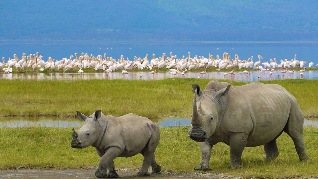 Lake-Nakuru-National-Park-rhino-baby-with-white-pelican-on-the-lak