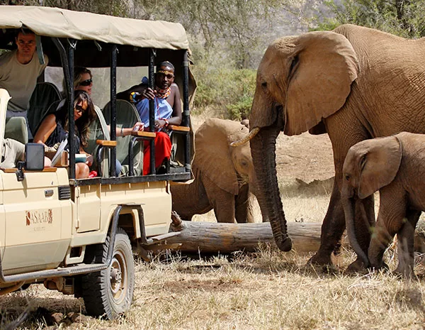 Luxury North of The Equator Sasaab-Game-Drives
