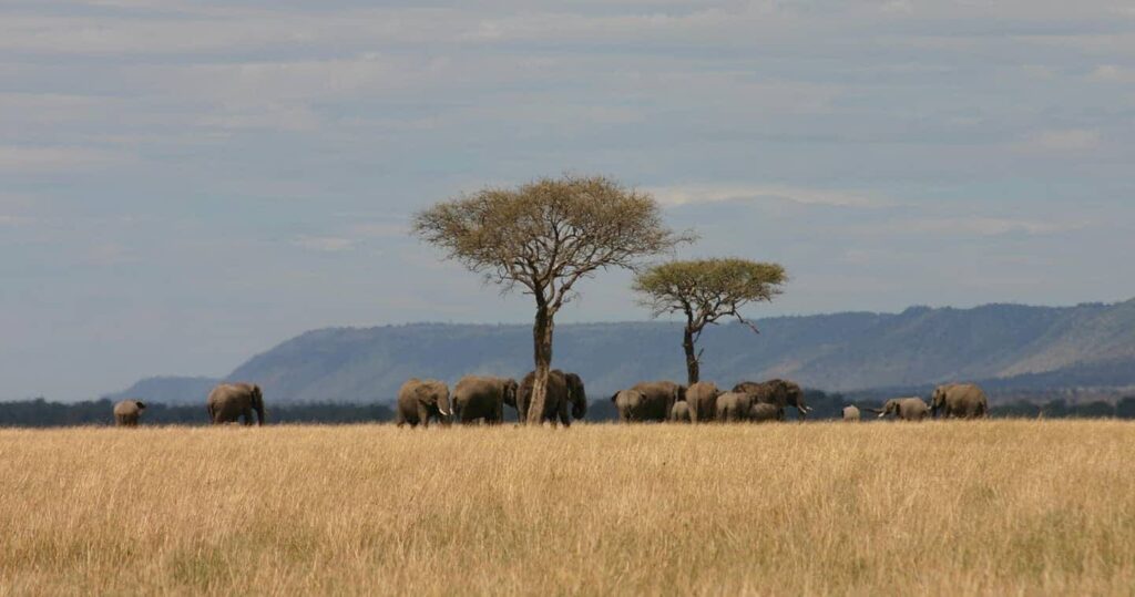 Mara-North-Conservancy-elephants-in-the-plains