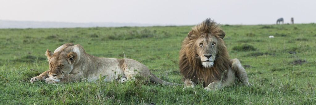 Mara-North-Conservancy-lion-lioness