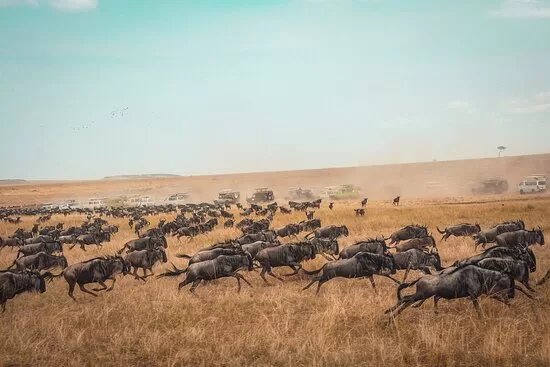 Mara-North-Conservancy-wildebeest-migration