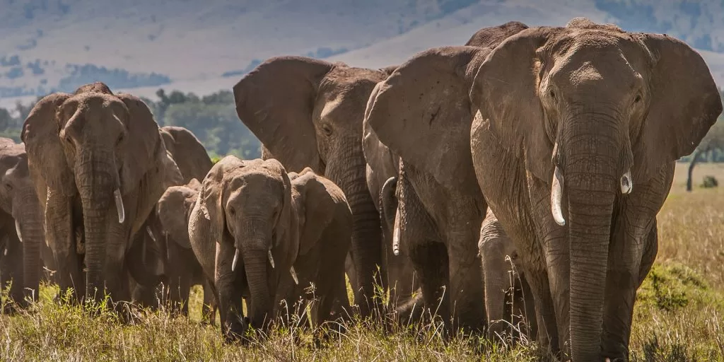 Mara-Ol-Kinyei-Conservancy-Elephants-1