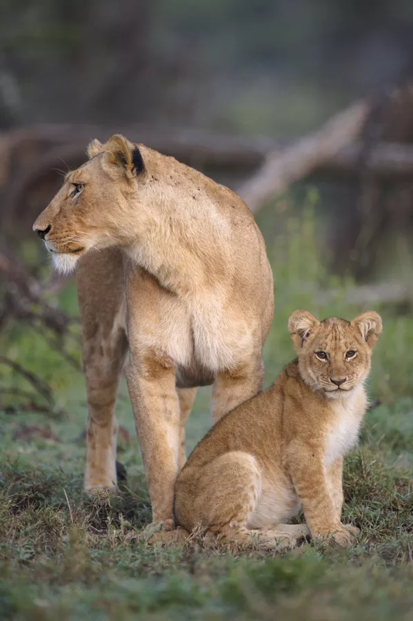 Mara-Ol-Kinyei-Conservancy-Lioness-and-her-cub