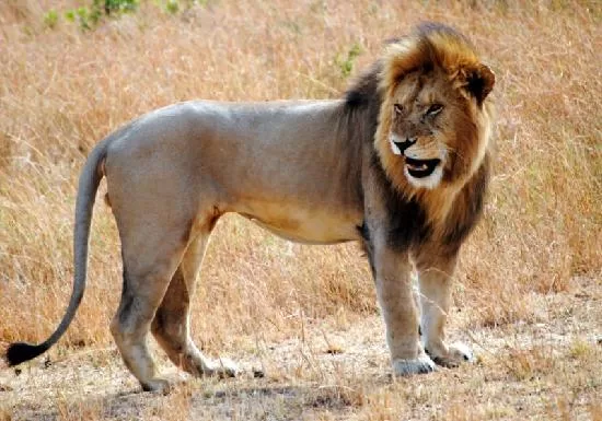 Mara-Ol-Kinyei-Conservancy-a-hungry-lion