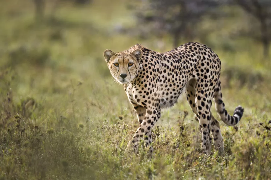 Mara-Ol-Kinyei-Conservancy-cheetah