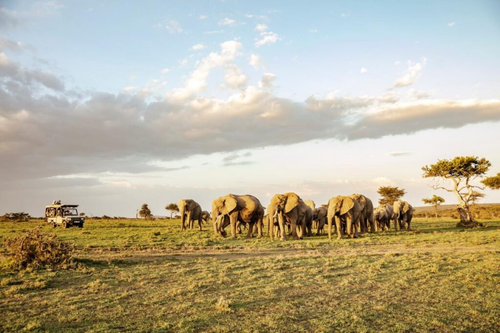 Mara-Ol-Kinyei-Conservancy-elephants
