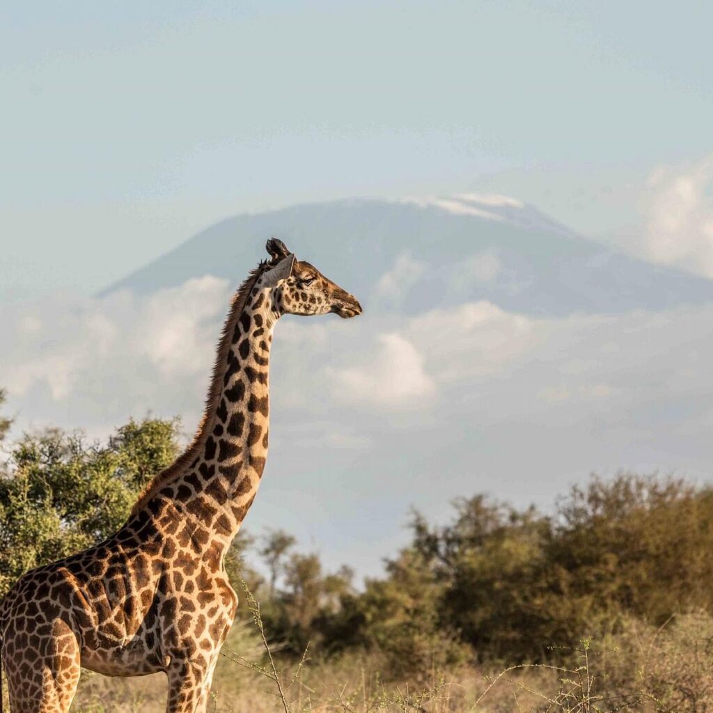 Mara-Ol-Kinyei-Conservancy-giraffe