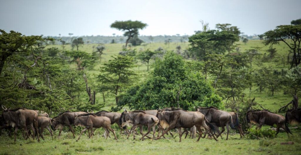 Mara-Ol-Kinyei-Conservancy-wildebeests