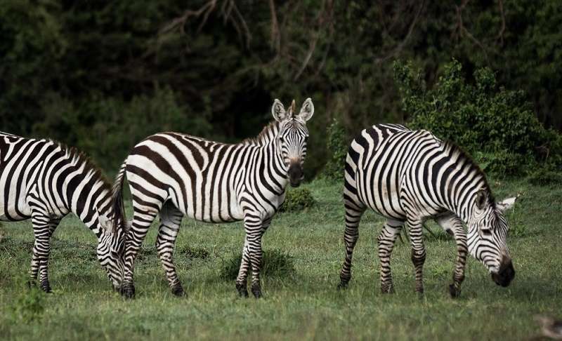 Mara-Ol-Kinyei-Conservancy-zebras