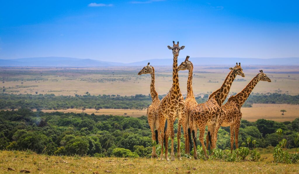 Mara-Triangle-Conservancy-game-viewing-giraffes