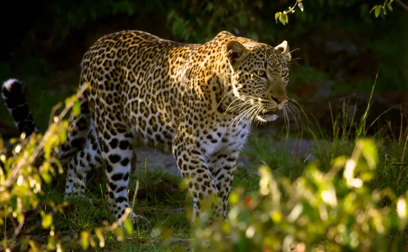 Mara-Triangle-Conservancy-leopard