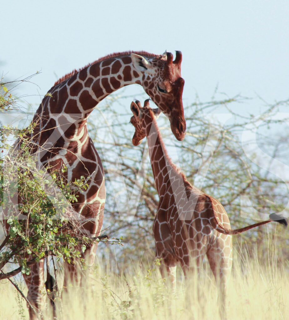 Meru-National-Park-giraffes-scaled