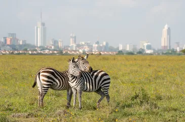Nairobi-City-backdrop-from-Nairobi-national-Park