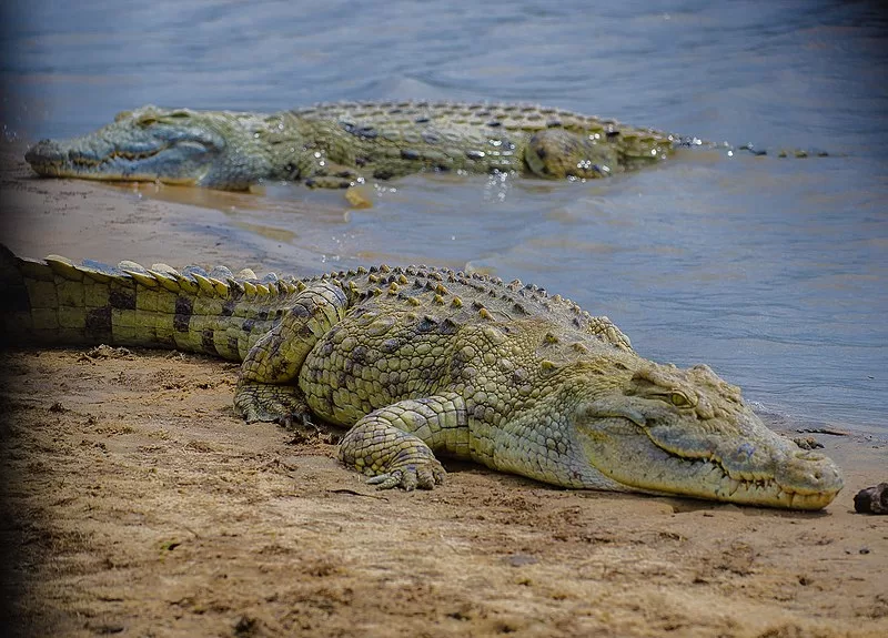 Nyerere-National-Park-crocodiles