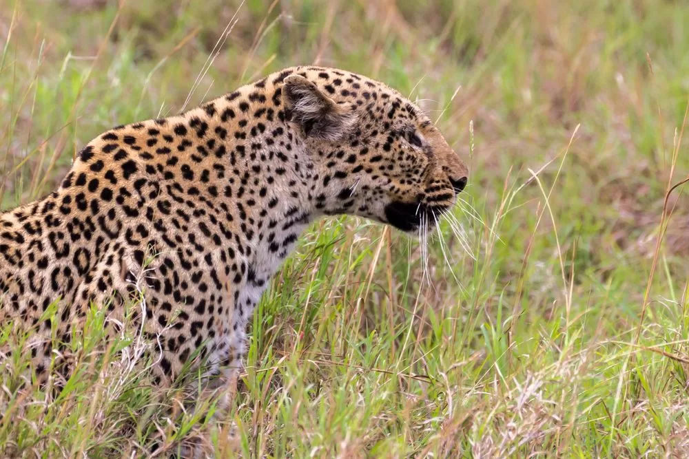 Queen-Elizabeth-National-Park-leopard