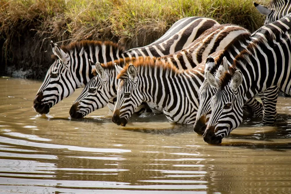 Queen-Elizabeth-National-Park-zebras-drinking-water