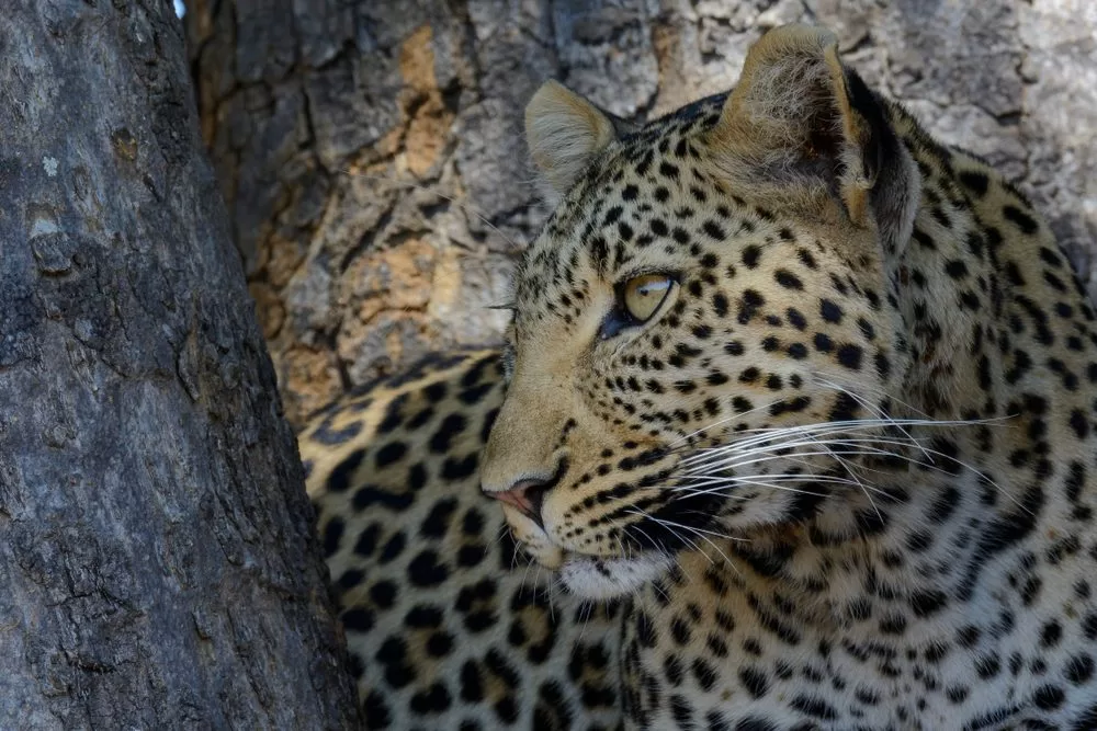 Ruaha-National-Park-leopard