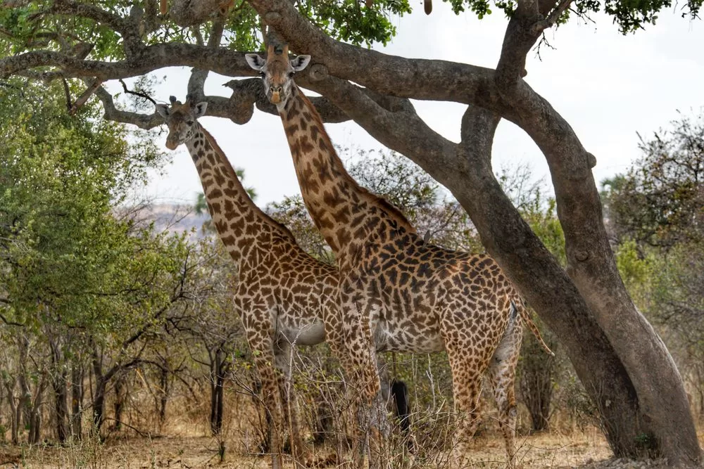 Ruaha-National-Park-pair-of-giraffe