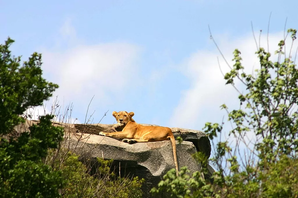 Serengeti-National-Park-Lioness-in-the-Serengeti