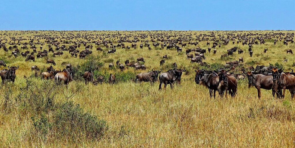 Serengeti-National-Park-Wildebeest-during-Great-Migration