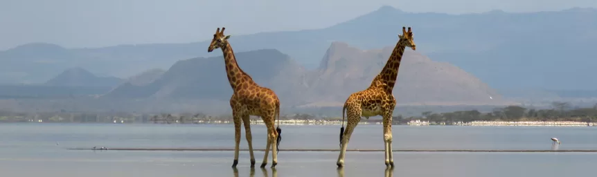 Soysambu-Conservancy-giraffes