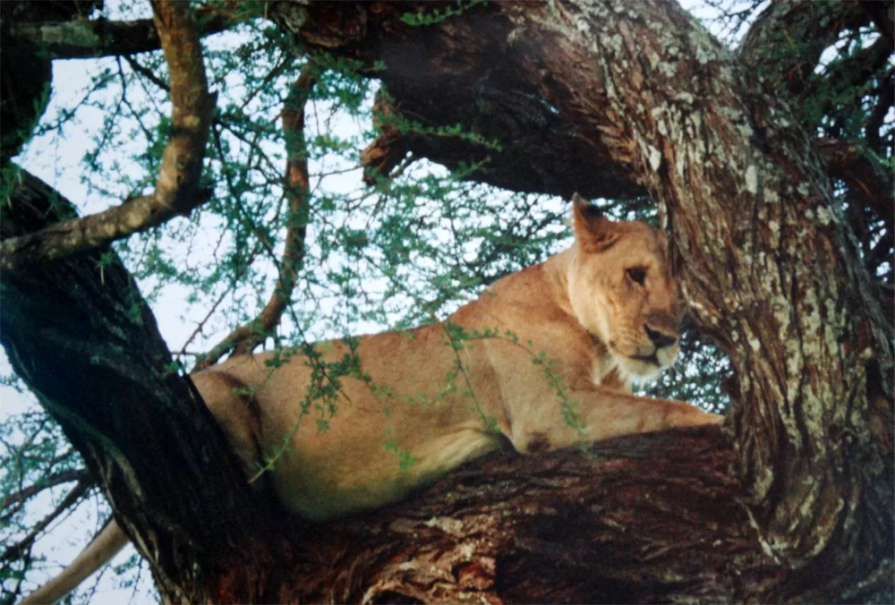 Tarangire-National-Park-Tree-climbing-lion