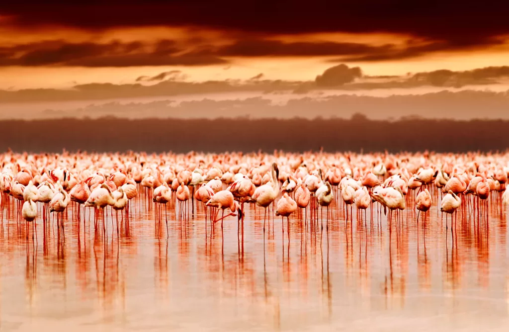 The-Cliff-Nakuru-Lake-Nakuru-Flamingoes-scaled