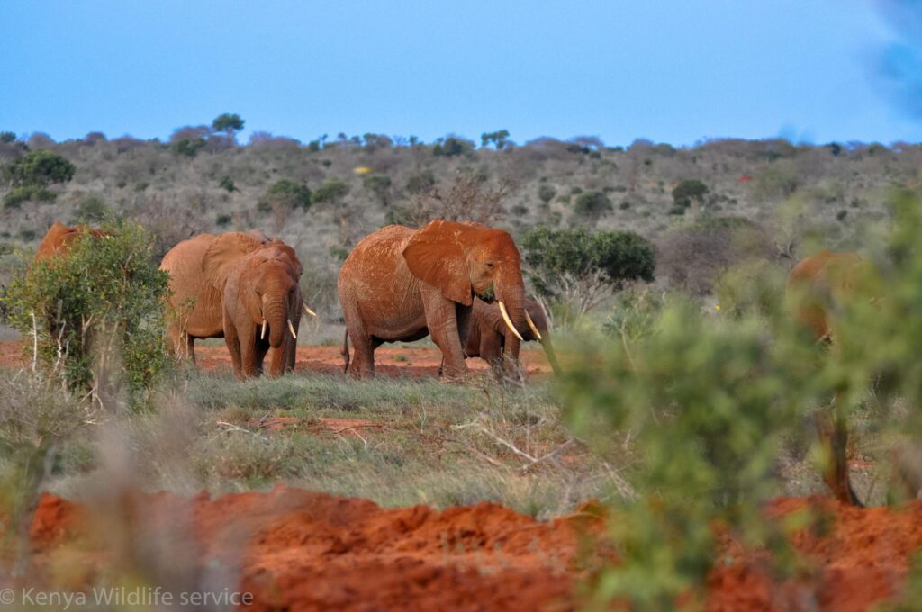 Tsavo-East-National-Park-Red-elephants-of-Tsavo-scaled