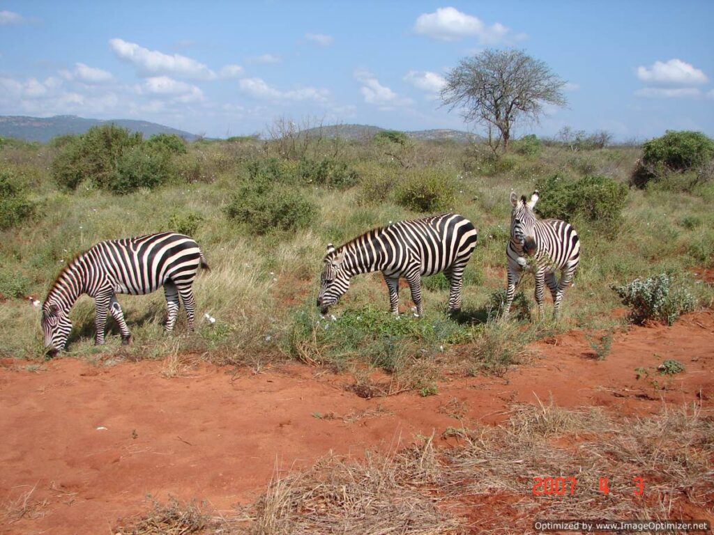 Tsavo-East-National-Park-zebras-gazing